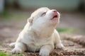 Howling Puppy siberian husky