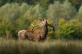 Howling of a Red deer in the meadow during the rut Royalty Free Stock Photo