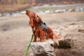 Howling red longhair dachshund sitting on a rock