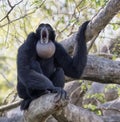 Howling Siamang in Tree Royalty Free Stock Photo