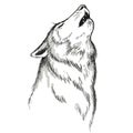 Howling silhouette white wolf on white background