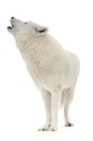 Howling white arctic wolf in winter isolated on white background Royalty Free Stock Photo