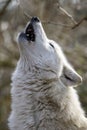 Howling White Hudson Bay wolf Royalty Free Stock Photo