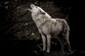 Howling white wolf in the dark Royalty Free Stock Photo