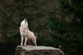 Howling of white wolf in the forest