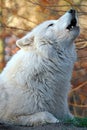 Howling white wolf