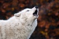 Howling white wolf Royalty Free Stock Photo