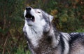 Howling Wolf (gray wolf)