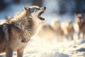 howling wolf pack with dominant male in focus Royalty Free Stock Photo