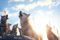 howling wolf pack highlighted by rising sun Royalty Free Stock Photo