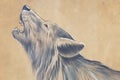 Howling wolf Royalty Free Stock Photo