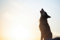 howling wolf in silhouette, sunrise behind