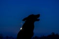 howling wolf silhuette Royalty Free Stock Photo