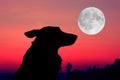 howling wolf silhuette Royalty Free Stock Photo