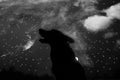 howling wolf silhuette Royalty Free Stock Photo