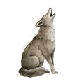 Howling wolf watercolor illustration. Grey wolf, coyot howl animal hand drawn image. Wildlife forest predator. Single