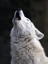 Howling wolf Royalty Free Stock Photo