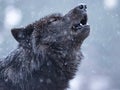 Howling Wolf In Winter