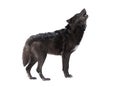 Howling wolf winter isolated on a white Royalty Free Stock Photo