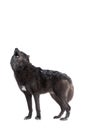 Howling wolf winter isolated on a white Royalty Free Stock Photo