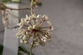 Hoya australis, commonly known as the Waxvine or Common waxflower Royalty Free Stock Photo