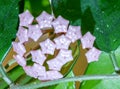 HOYA CARNOSA.  Beautiful Home grown flower.Russia. Royalty Free Stock Photo