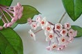 Hoya carnosa - Blooming buds - Close up - Italy Royalty Free Stock Photo