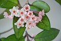 Hoya carnosa - Blooming buds - Close up - Italy Royalty Free Stock Photo