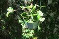 Hoya carnosa compacta,Hoya Compacta or hoya tricolor Royalty Free Stock Photo