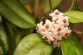 Hoya carnosa flower Royalty Free Stock Photo