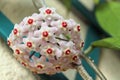 Hoya carnosa - Flowering branches - Close up - Italy Royalty Free Stock Photo