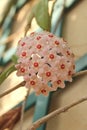City gardens - Hoya carnosa - Flowering branches Royalty Free Stock Photo