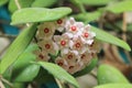 Hoya carnosa - Flowering branches - Close up - Italy Royalty Free Stock Photo