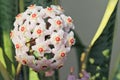 Hoya carnosa - Flowering branches - Close up - Italy Royalty Free Stock Photo