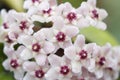 Hoya Carnosa Flowers Royalty Free Stock Photo