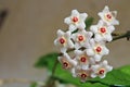 Hoya carnosa - Flowers - Close up - Italy Royalty Free Stock Photo