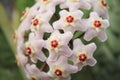 Hoya carnosa - Flowers - Macro - Italy Royalty Free Stock Photo