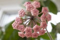 Hoya carnosa,  pink flower buds  also known as porcelain flower,   close up Royalty Free Stock Photo