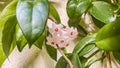 Hoya Carnosa plant with green leaves and pink flowers. Royalty Free Stock Photo