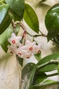 Hoya Carnosa plant with green leaves and pink flowers. Royalty Free Stock Photo