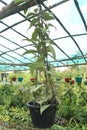 Hoya carnosa tree on hanging pot Royalty Free Stock Photo