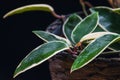 Hoya carnosa variegata `Krimson Queen` foliage. Royalty Free Stock Photo