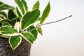 Hoya carnosa variegata `Krimson Queen` Variegated foliage of hoya carnosa variegata `Krimson Queen`