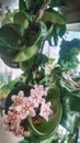 Hoya compacta pink flowers Royalty Free Stock Photo