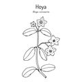 Hoya coronaria, medicinal plant