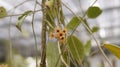 Hoya cutis porcelana is endemic to Samar and Biliran Islands in the Visayas Philippines Royalty Free Stock Photo