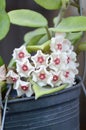 Hoya flower