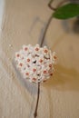 Hoya flower bloom close up view shallow depth of field