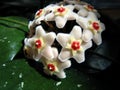 Hoya Flower blossom