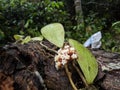 Hoya flower